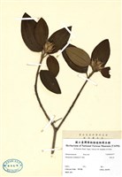 藏品(野牡丹)的圖片